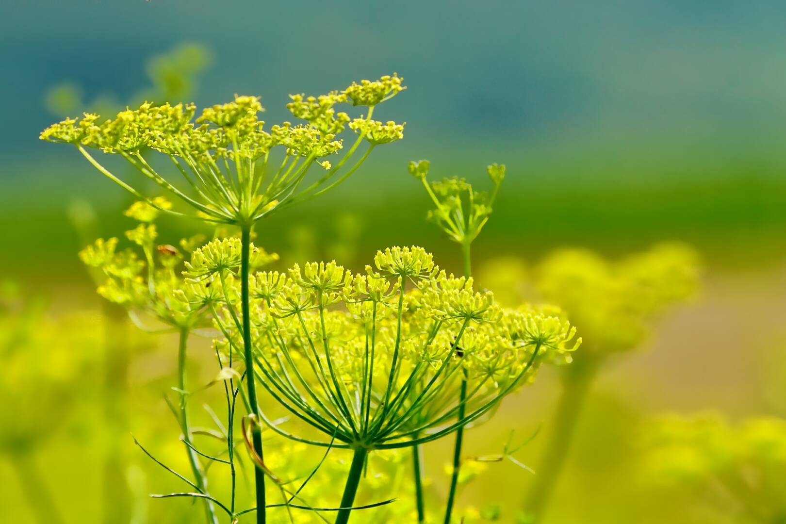 Cultivated medicinal plants applications
