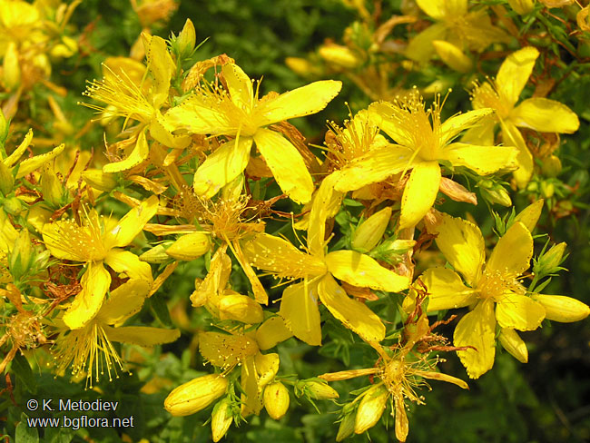 Wild medicinal herbs applications