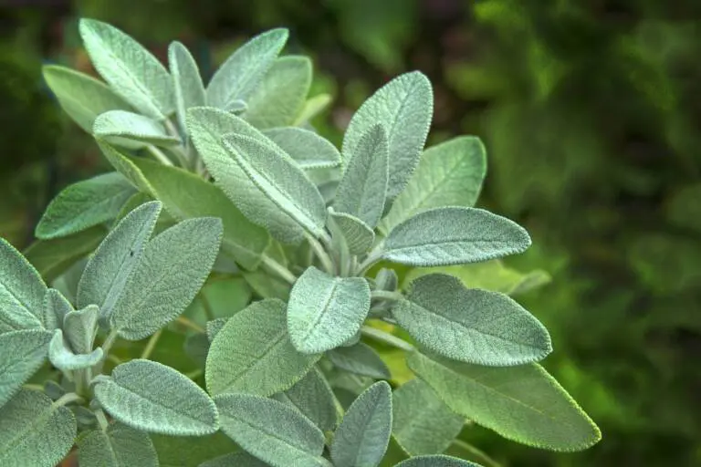Bulk herbs and spices applications