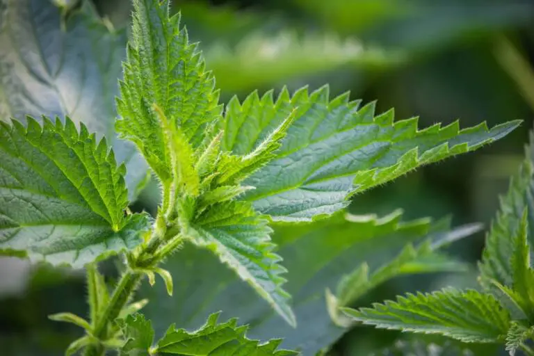 Whole plant